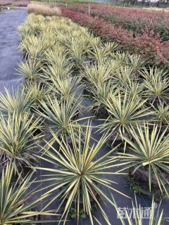 高度25厘米金心丝兰