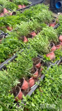 高度20厘米满天星