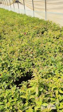 冠幅20厘米五色梅