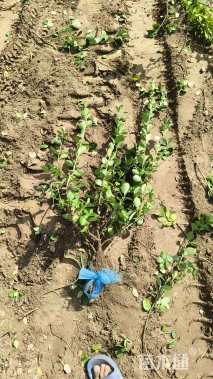 高度60厘米卫矛