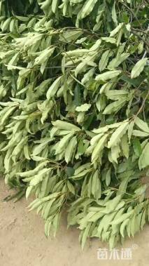 高度200厘米中华石楠