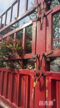 高度35厘米毛鹃