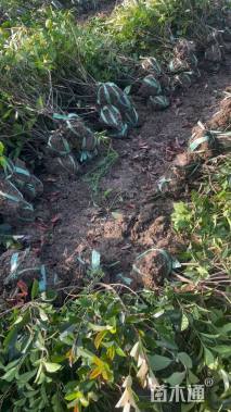 高度35厘米红花继木小苗