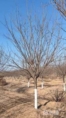 12公分染井吉野樱