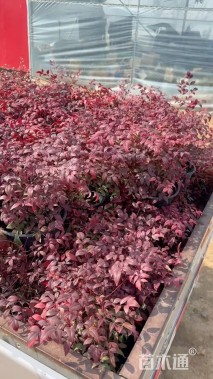 高度20厘米南天竹