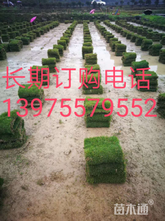 草毯