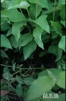 高度30厘米红瑞木