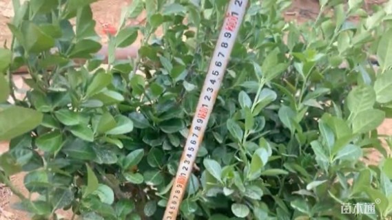 高度50厘米卫矛