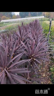 高度60厘米红叶朱蕉