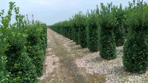 高度180厘米大叶黄杨柱