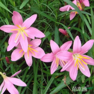 高度80厘米葱兰