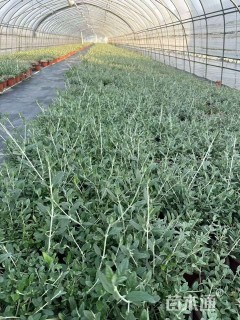 高度20厘米灌从石蚕