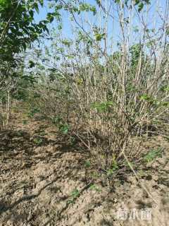 高度180厘米丛生金银木