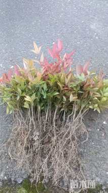 高度10厘米南天竹