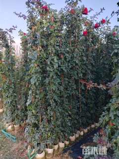 100厘米藤本月季