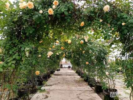 150厘米藤本欧月