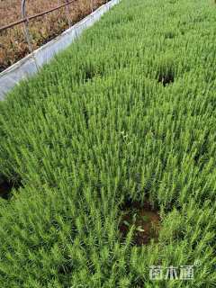 高度30厘米迷迭香