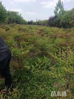 高度40厘米南天竹