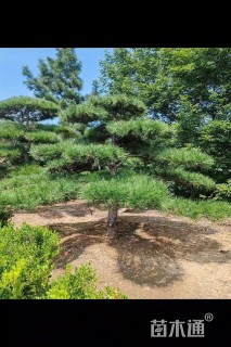 12公分造型油松