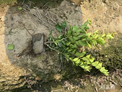 高度30厘米金森女贞小苗