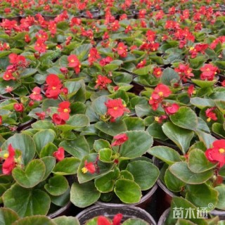 高度16厘米四季海棠