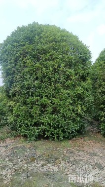 冠幅280厘米桂花球