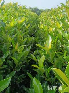 高度70厘米法国冬青