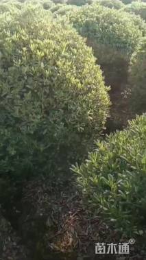 冠幅100厘米海桐球