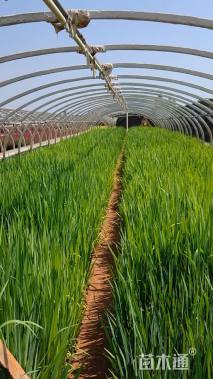 高度20厘米蝴蝶花