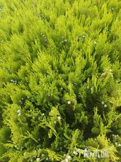 高度30厘米洒金柏