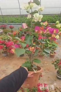 高度15厘米三角梅