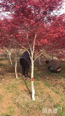 10公分日本红枫