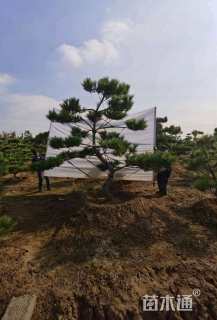 10公分造型黑松