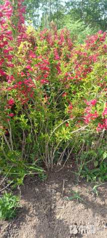 高度60厘米红王子锦带