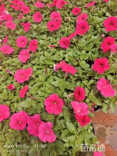 高度30厘米牵牛花