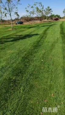 草卷状百慕大草