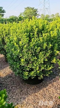 高度80厘米米兰