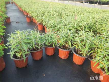 高度25厘米墨西哥鼠尾草