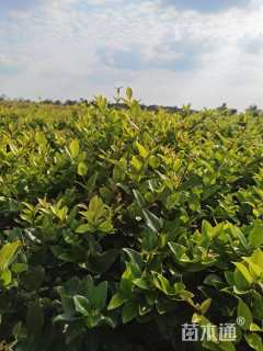 高度30厘米金森女贞