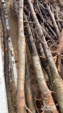 高度220厘米李子树