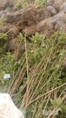 高度250厘米金叶接骨木