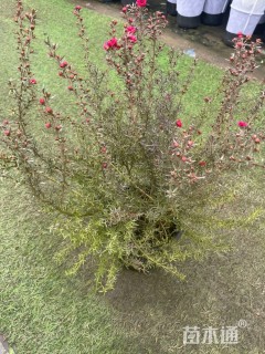 高度30厘米澳洲米花