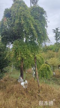 25公分石榴红羽毛枫