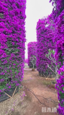 高度600厘米三角梅