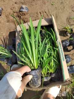 高度30厘米蛇鞭菊