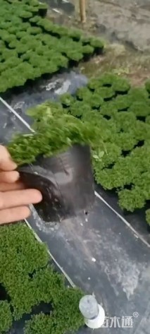 高度18厘米翠云草