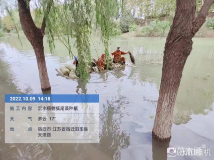 高度20厘米菱角