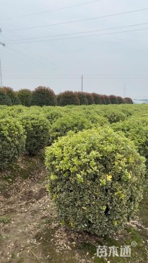 冠幅100厘米金边黄杨球