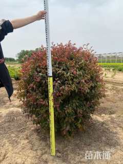 高度60厘米紫叶李球