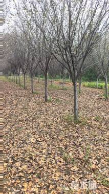 14公分北美海棠